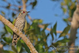 Little Bronze-Cuckoo a5166.jpg