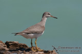 Grey-tailed Tattler a5917.jpg