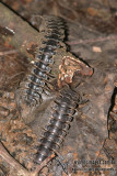 Tractor Millipede- Barydesmus species