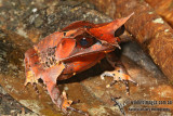 Megophrys nasuta 6460.jpg