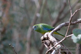 Turquoise Parrot 8467.jpg
