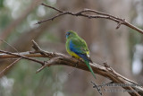 Turquoise Parrot 8228.jpg