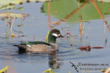 Green Pygmy-goose a1708.jpg