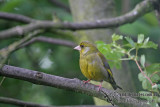 Common Greenfinch a7588.jpg
