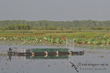 Crocodylus porosus trap a1696.jpg