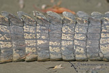 Crocodylus porosus a9295.jpg
