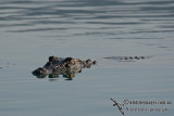 Crocodylus porosus a9533.jpg