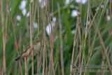 Black browed Warbler - Acrocephalus bistrigiceps