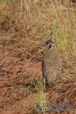 Spinifex Pigeon a2365.jpg