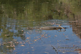 Crocodylus johnstoni a2042.jpg