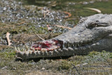 Crocodylus johnstoni a2133.jpg