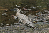 Crocodylus johnstoni a2134.jpg