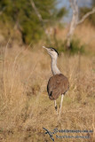 Australian Bustard a2244.jpg