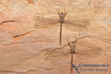 Cave Duskhawker - Gynacantha nourlangie a2082.jpg