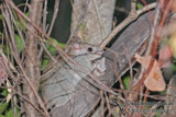 Golden-backed Tree Rat a3042.jpg