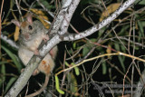 Golden-backed Tree Rat a3104.jpg