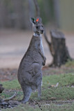 Kangaroo Research a4495.jpg