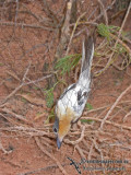 Broad-billed Flycatcher research a0001.jpg