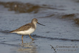 Terek Sandpiper a9558.jpg