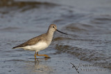 Terek Sandpiper a9662.jpg