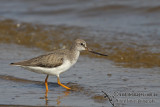 Terek Sandpiper a9926.jpg