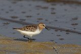 Red-necked Stint a0040.jpg