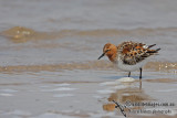 Red-necked Stint a0625.jpg