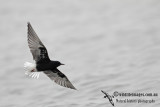 White-winged Black Tern a0904.jpg