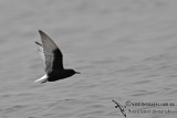 White-winged Black Tern a0928.jpg