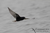 White-winged Black Tern a0935.jpg