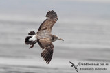 Black-tailed Gull a1136.jpg