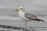Black-tailed Gull a1185.jpg