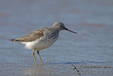 Common Greenshank a8987.jpg