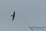 Edible-nest Swiftlet a3614.jpg