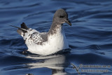 Cape Petrel 1930.jpg