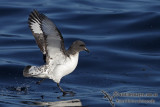 Cape Petrel 2384.jpg