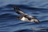 Cape Petrel 2464.jpg