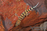 Gracile Velvet Gecko - Oedura gracilis