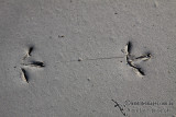 Shorebird footprints a6959.jpg