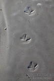 Shorebird footprints a6962.jpg