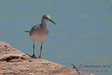 Grey-tailed Tattler a5279.jpg