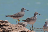 Grey-tailed Tattler a5285.jpg