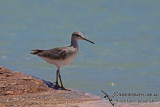 Grey-tailed Tattler a5300.jpg