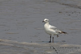 Relict Gull a7929.jpg