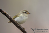 Yellow-browed Warbler a7616.jpg