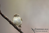 Yellow-browed Warbler a7617.jpg