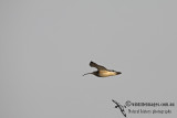 Eurasian Curlew a7005.jpg