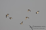 Eurasian Curlew a7007.jpg