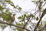 Olive-backed Pipit a0478.jpg