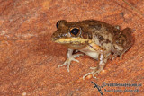 Litoria pallida a5828.jpg